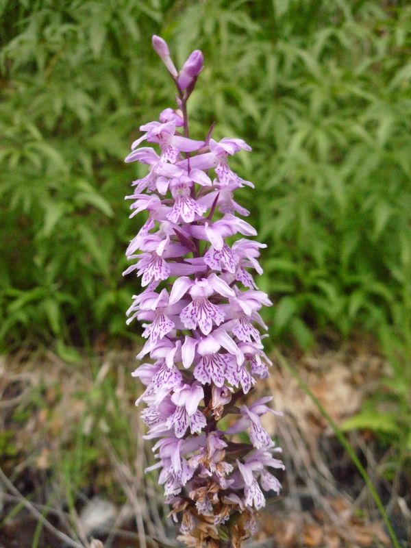 Dactylorhyza della Grecia